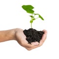 Hand holding a tree for giving life to the Earth Royalty Free Stock Photo