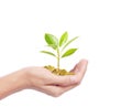 Hand holding tree growing on golden coins Royalty Free Stock Photo