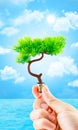 Hand holding tree growing on light bulb with sun burst and light Royalty Free Stock Photo