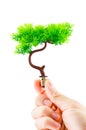 Hand holding tree growing on light bulb on white background
