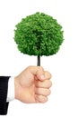 A hand holding a tree isolated on a white background Royalty Free Stock Photo