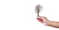 hand holding a tree leafless in a light bulb on white background.