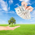 Hand holding tree and US Dollars banknote