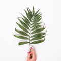 Hand holding tropical palm leaf. Flat lay, top view Royalty Free Stock Photo