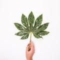 Hand holding tropical palm leaf. Flat lay, top view Royalty Free Stock Photo