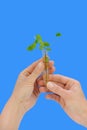 Hand holding tube with fresh sorrel (oxalis)