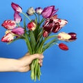 Hand holding tulip bouquet on blue background Royalty Free Stock Photo