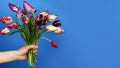 Hand holding tulip bouquet on blue background. Horizontal banner Royalty Free Stock Photo