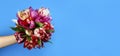 Hand holding tulip bouquet on blue background. Horizontal banner. Copy space for text Royalty Free Stock Photo