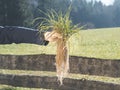 Hand holding turfgrass  with deep root system; nice landscape Royalty Free Stock Photo