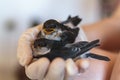 Hand holding two baby swallows