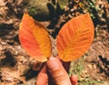 A hand holding two dry orange elm leaves Royalty Free Stock Photo