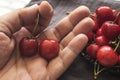 Hand holding the two fresh cherries Royalty Free Stock Photo