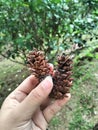 Hand holding two pinecones Royalty Free Stock Photo