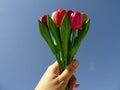 Hand Holding Up a Bouquet of Colorful Wooden Tulips agaist the background of the Blue sky Royalty Free Stock Photo