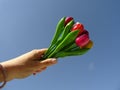 Hand Holding Up a Bouquet of Colorful Wooden Tulips agaist the background of the Blue sky Royalty Free Stock Photo