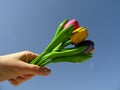 Hand Holding Up a Bouquet of Colorful Wooden Tulips agaist the background of the Blue sky Royalty Free Stock Photo