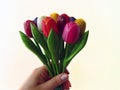 Hand Holding Up a Bouquet of Colorful Wooden Tulips Isolated on a White Background Royalty Free Stock Photo