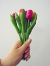 Hand Holding Up a Bouquet of Colorful Wooden Tulips Isolated on a White Background Royalty Free Stock Photo