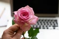 Holding a pink rose in front of laptop