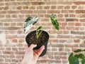 Hand holding a variegated Alocasia Micholitziana, commonly known as Alocasia Frydek