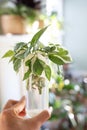 Hand holding variegated pothos njoy house plant Royalty Free Stock Photo