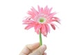 Hand holding vibrant bright pink gerbera daisy flowers blooming isolated on white.