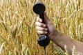 Hand holding a old wired phone against the wheat field Royalty Free Stock Photo