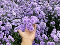 Hand holding violet Marguerite flowers at farm Royalty Free Stock Photo