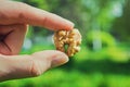 Hand holding a walnut