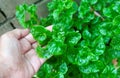 Hand Holding Watercress and Sessile Joyweed Royalty Free Stock Photo