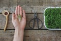 Hand holding watercress sprouts, seeds, spoon, scissors, sprouter on rustic table, top view Royalty Free Stock Photo