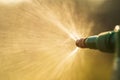 Hand holding watering can and sprayign to young plant in garden Royalty Free Stock Photo