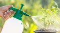 Hand holding watering can and sprayign to young plant in garden