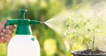 Hand holding watering can and sprayign to young plant in garden Royalty Free Stock Photo