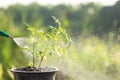 Hand holding watering can and sprayign to young plant in garden Royalty Free Stock Photo