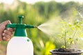 Hand holding watering can and sprayign to young plant in garden Royalty Free Stock Photo