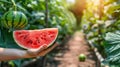 Hand holding watermelon wedge with selection on blurred background, copy space for text Royalty Free Stock Photo