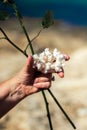 Hand holding white coral with wedding rings and roses. Royalty Free Stock Photo