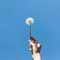 Hand holding a white dandelion against the blue sky. Close up Royalty Free Stock Photo