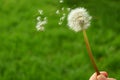 Hand holding white Dandelion flower with a lot of tiny fluffy seeds blowing in the wind Royalty Free Stock Photo