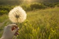 Hand holding white fluffy Dandelion flower in hand, on a green meadow field Royalty Free Stock Photo