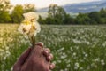 Hand holding white fluffy dandelion natural green background.Fragile dandelion feathers close up.Spring colorful nature. Dandelion Royalty Free Stock Photo