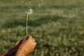 Hand holding white fluffy dandelion natural green background.Fragile dandelion feathers close up.Spring colorful nature. Dandelion Royalty Free Stock Photo