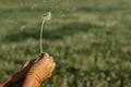 Hand holding white fluffy dandelion natural green background.Fragile dandelion feathers close up.Spring colorful nature. Dandelion Royalty Free Stock Photo