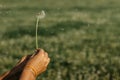 Hand holding white fluffy dandelion natural green background.Fragile dandelion feathers close up.Spring colorful nature Royalty Free Stock Photo