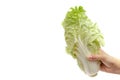 Hand holding white lettuce on white background isolated with cop