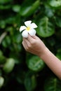 Hand Holding White Plumeria Flower Thai Jasmine