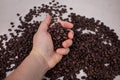 Hand holding whole dark roasted coffee beans scattered coffee beans in the background