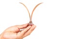 Hand holding wild plant seed isolated